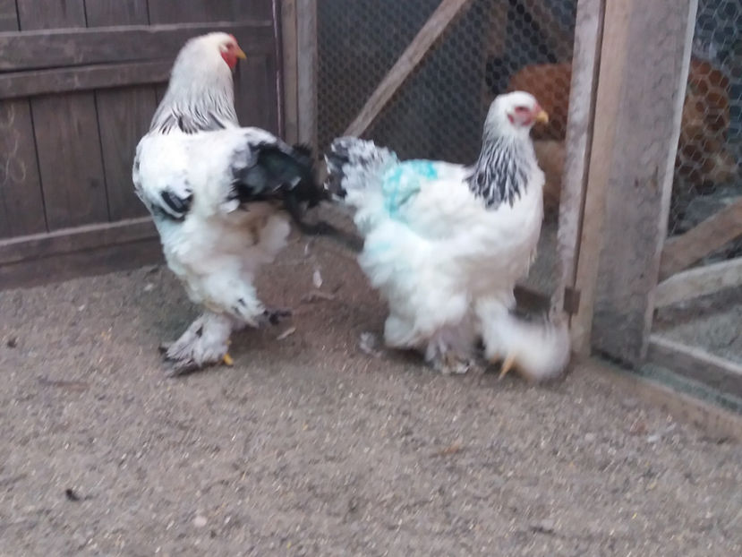 21.01.2018 111 - 06 brahma herminat deschis 2017