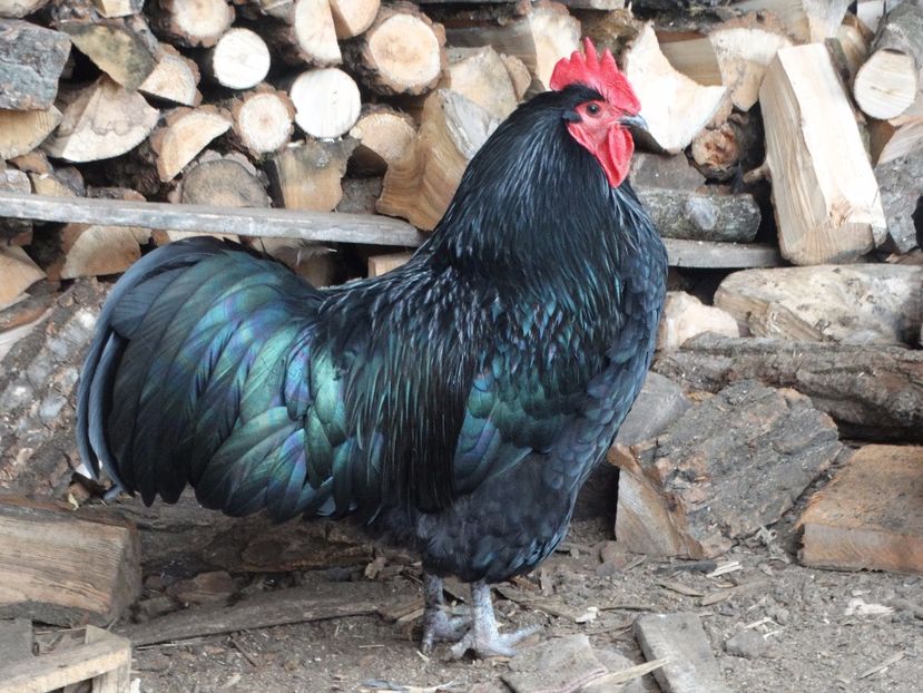  - Pasarile mele 2018