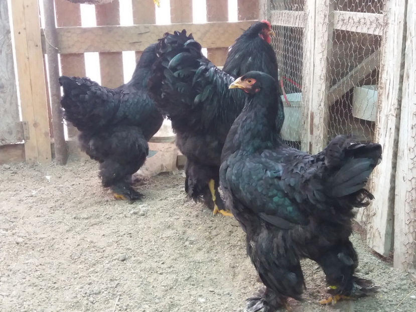 21.01.2018 121 - 09 brahma negru