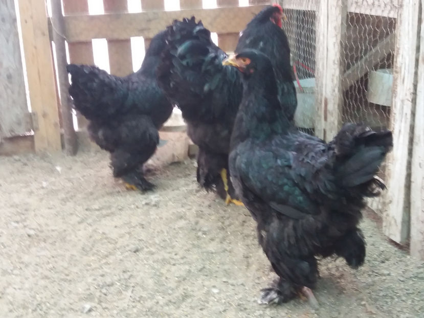 21.01.2018 122 - 09 brahma negru