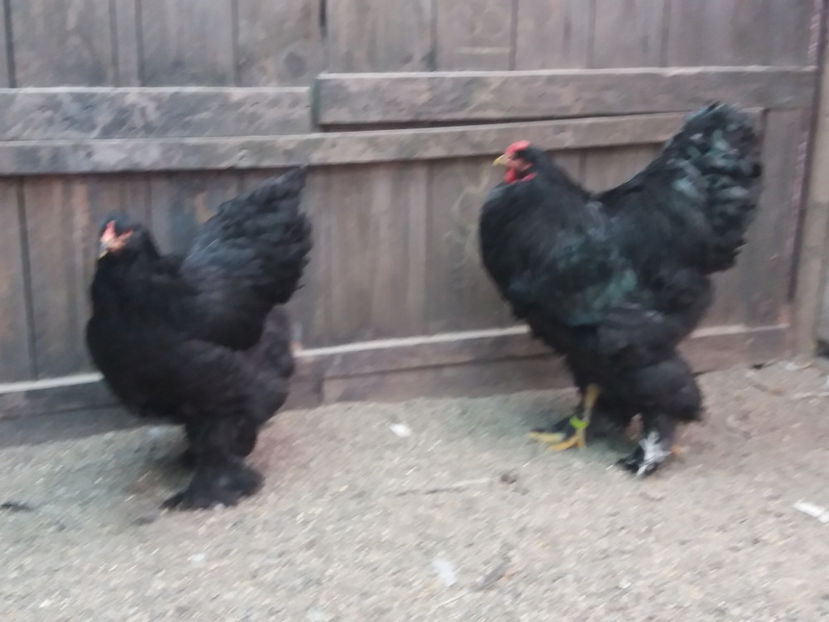 21.01.2018 125 - 09 brahma negru