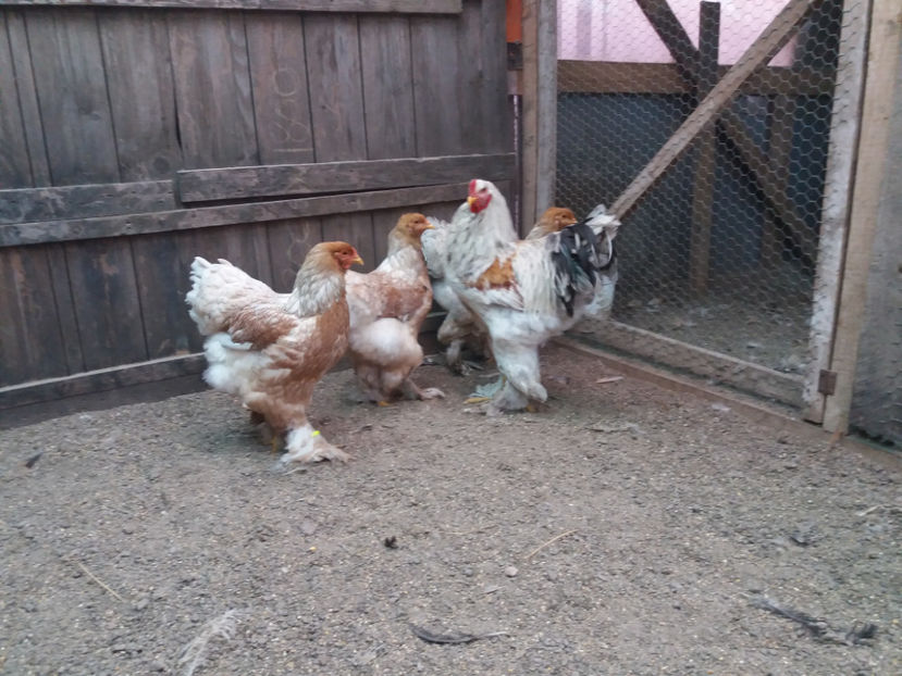 21.01.2018 143 - 10 brahma rogesattel