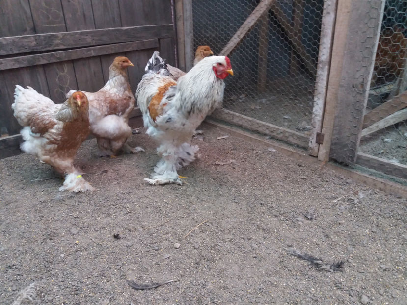 21.01.2018 144 - 10 brahma rogesattel