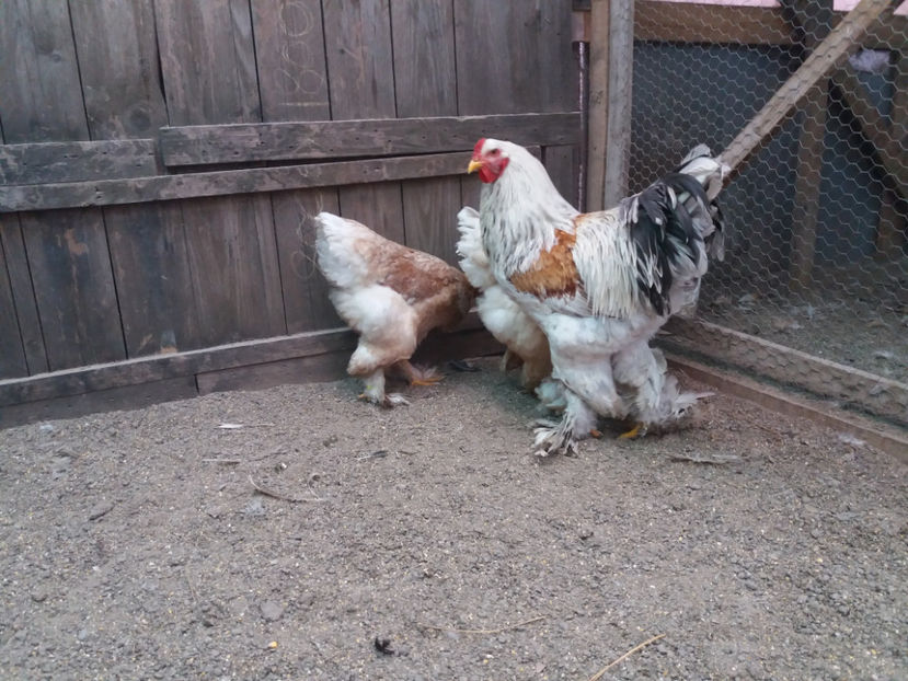 21.01.2018 147 - 10 brahma rogesattel