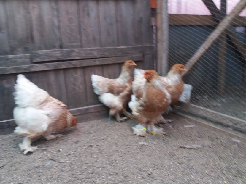 21.01.2018 149 - 10 brahma rogesattel