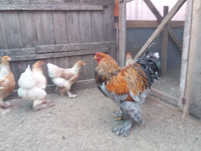 21.01.2018 151 - 10 brahma rogesattel