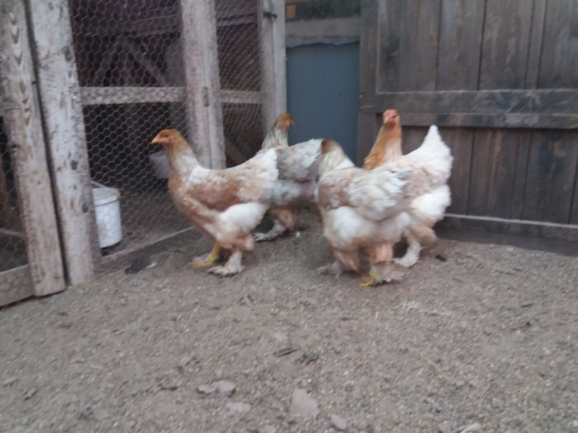 21.01.2018 154 - 10 brahma rogesattel