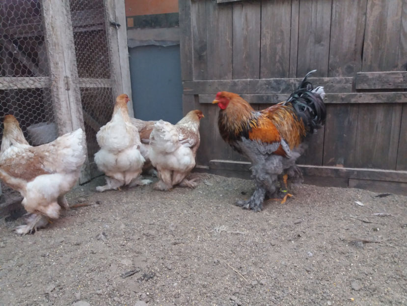 21.01.2018 156 - 10 brahma rogesattel