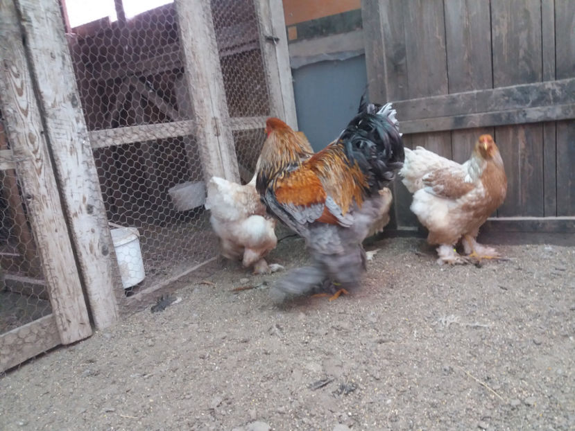 21.01.2018 157 - 10 brahma rogesattel