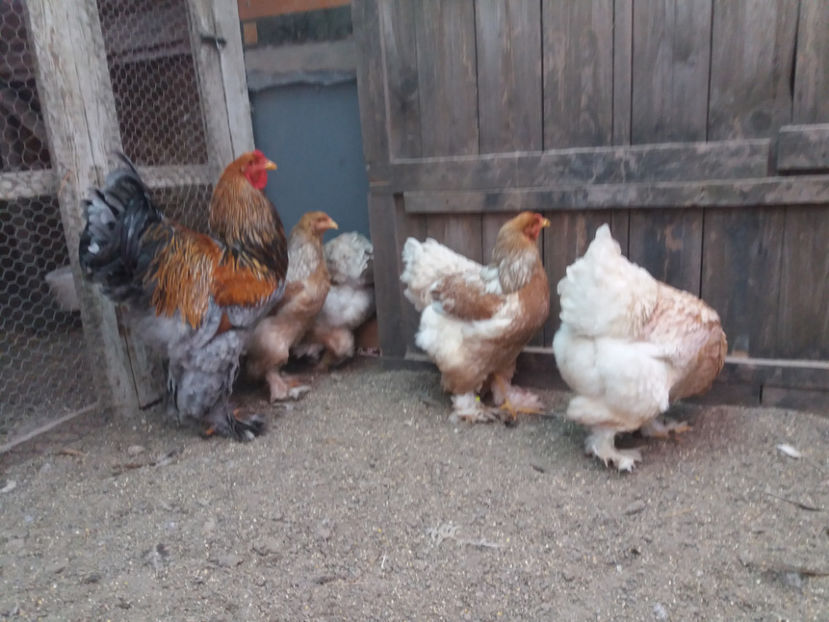 21.01.2018 158 - 10 brahma rogesattel