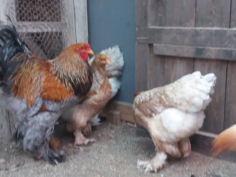 21.01.2018 159 - 10 brahma rogesattel