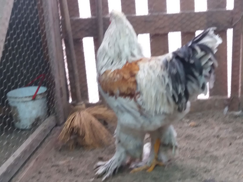 21.01.2018 161 - 10 brahma rogesattel