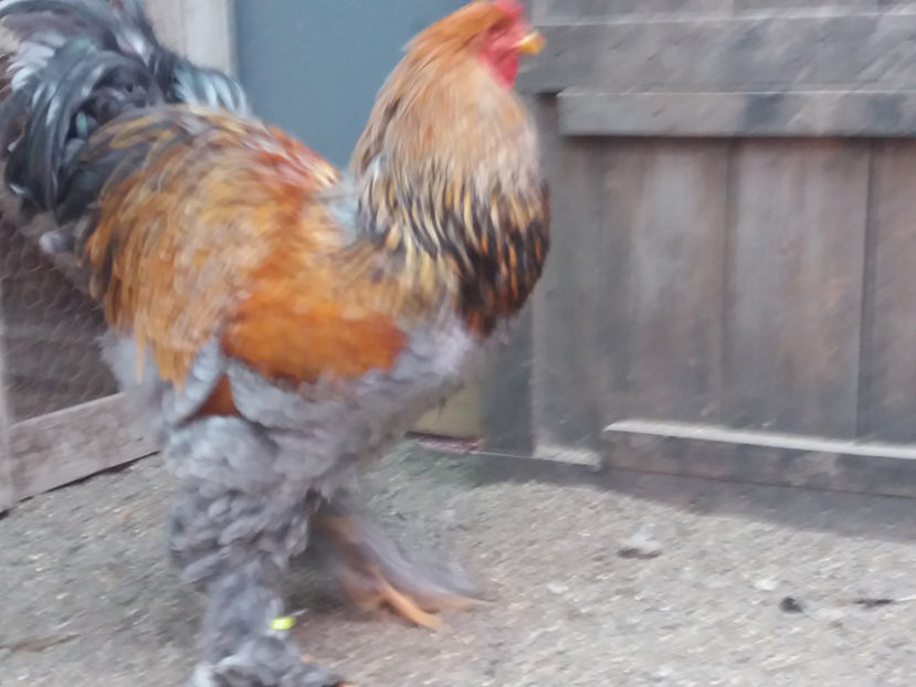 21.01.2018 164 - 10 brahma rogesattel