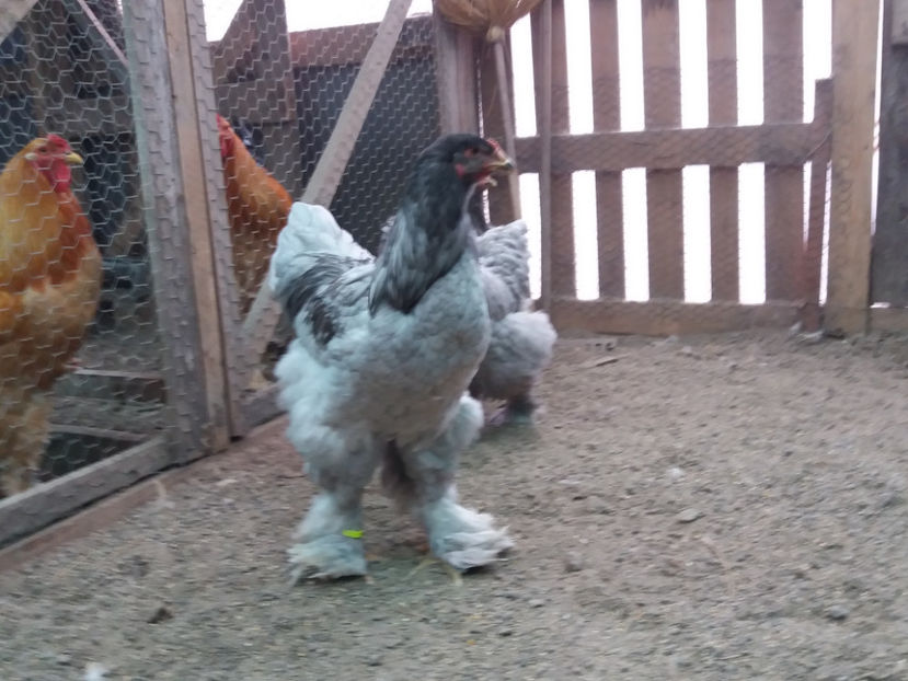 21.01.2018 179 - 03 brahma albastru