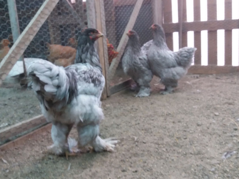 21.01.2018 181 - 03 brahma albastru