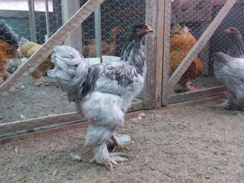 21.01.2018 185 - 03 brahma albastru