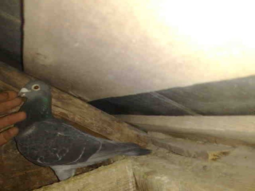 66-VINDUT - Vinzare 2021