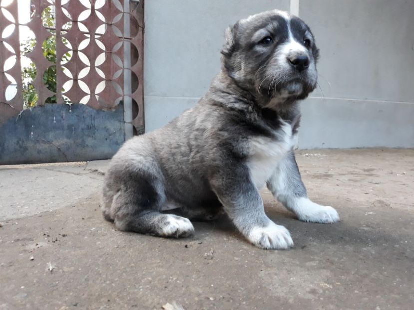  - Ciobănesc asia centrala