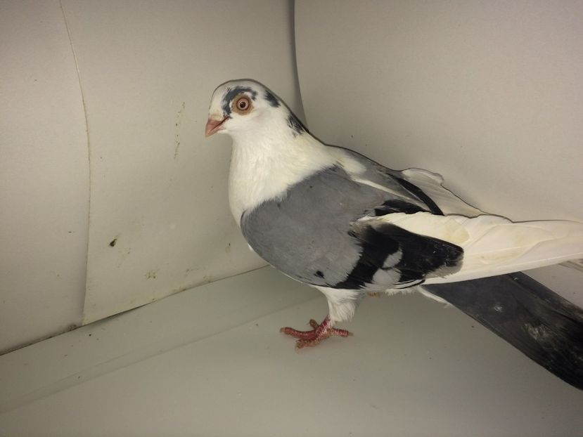 femelă  2016 - Plecați ALBUM 2