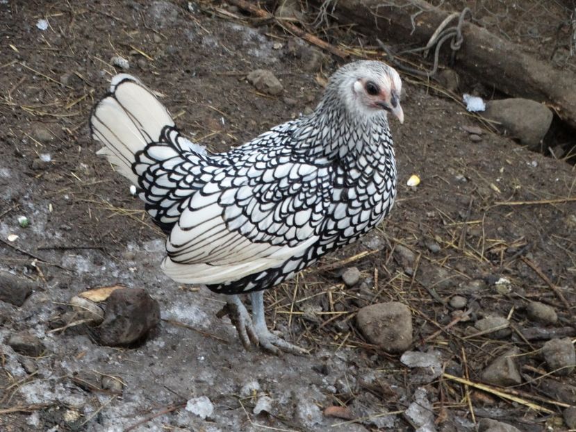  - Pasarile mele 2018