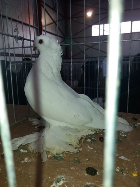  - B 2 JUCATORI DE BOTOSANI UNICOLORI ALBI