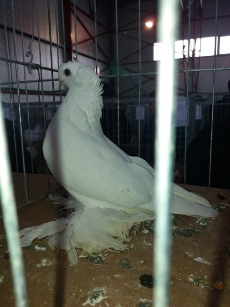  - B 2 JUCATORI DE BOTOSANI UNICOLORI ALBI