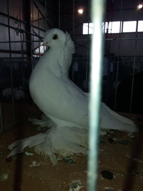  - B 2 JUCATORI DE BOTOSANI UNICOLORI ALBI