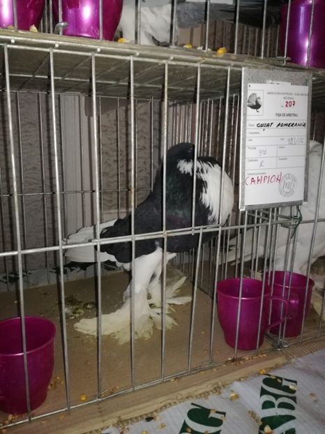  - GUSATI DE POMERANIA