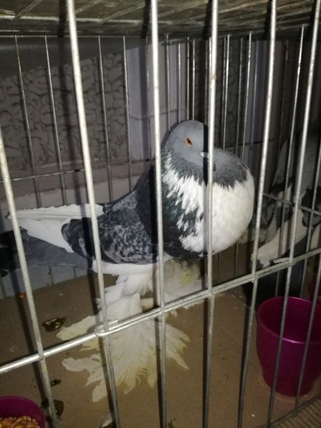  - GUSATI DE POMERANIA