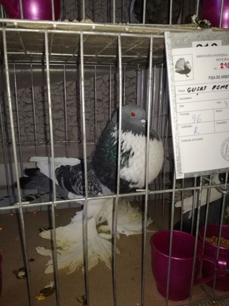  - GUSATI DE POMERANIA