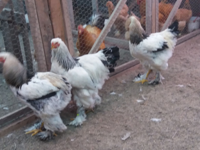 21.01.2018 133 - 06 brahma herminat deschis 2017