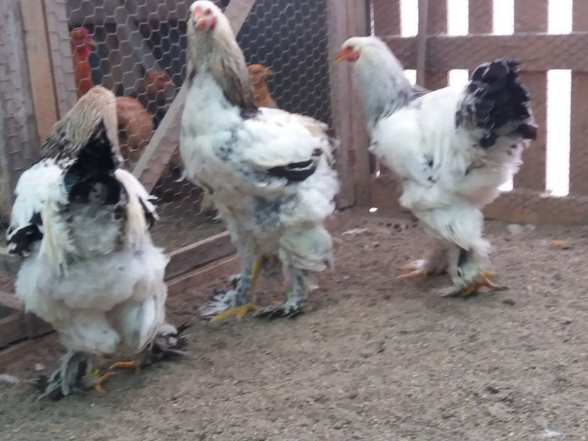 21.01.2018 135 - 06 brahma herminat deschis 2017