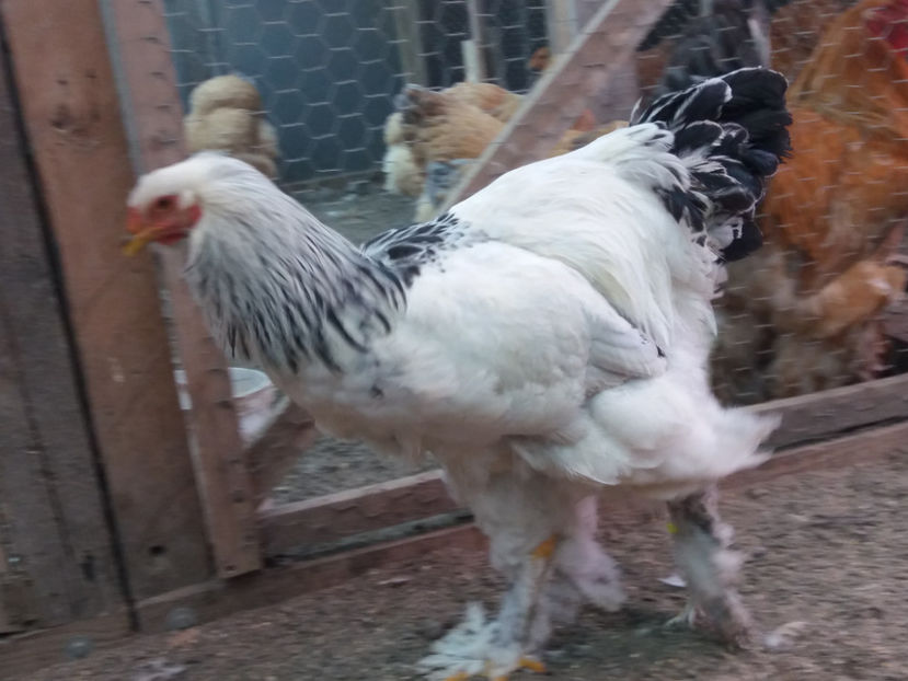 21.01.2018 139 - 06 brahma herminat deschis 2017