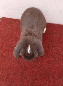 image - 22 Fem BG - HAVANA- MANTULAT