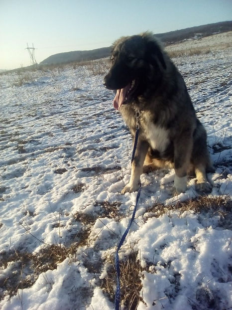  - Novac de pe Somes - Ciobanesc Romanesc Carpatin