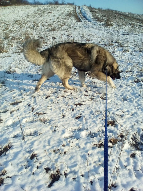  - Novac de pe Somes - Ciobanesc Romanesc Carpatin