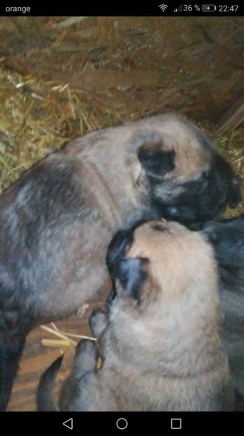 4 saptamani - CIOBANESC BELGIAN MALINOIS AMINTIRI