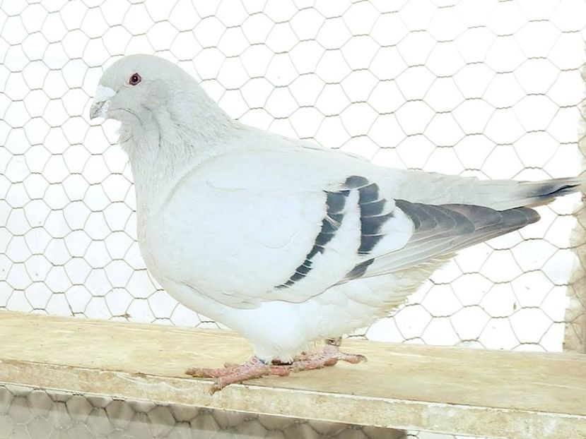 JASON M 2014 VANDUT - MASCULI PENTRU 2020