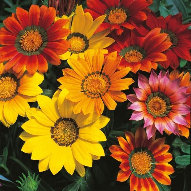 Seminte de Gazania Splendens Mixed - 11.8 lei - SEMINTE FLORI DECEMBRIE 2017