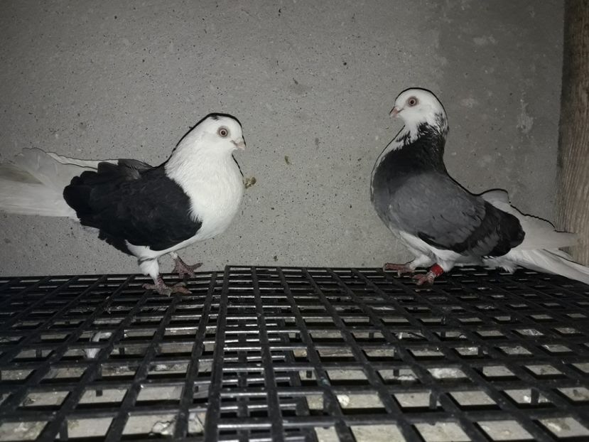 F16 M15 - Galateni pentru 2018