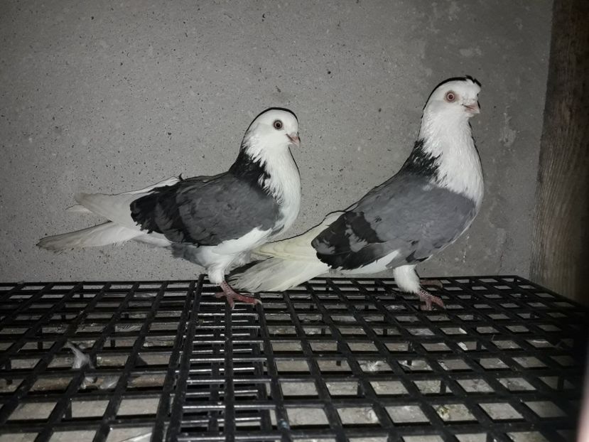 M15 F 17 - Galateni pentru 2018