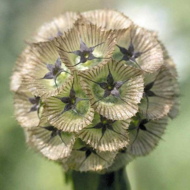 Seminte de Scabiosa Stellata - 10.2 lei - SEMINTE FLORI DECEMBRIE 2017