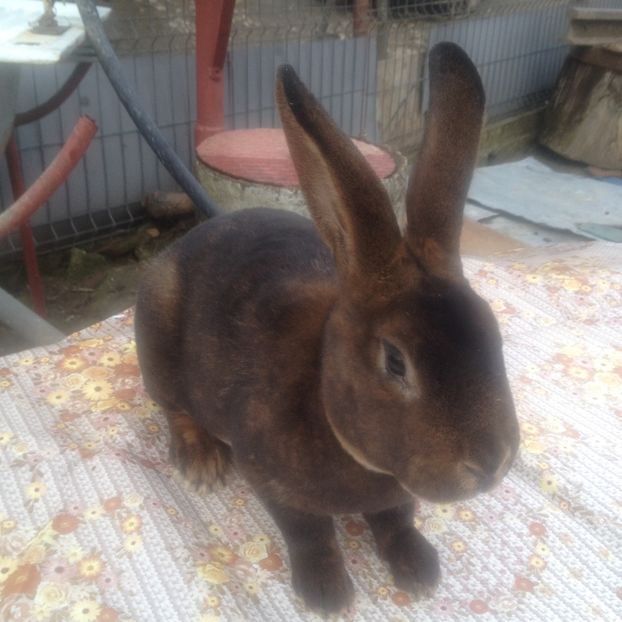 image - 0 a 2 Masculi Rex Castor