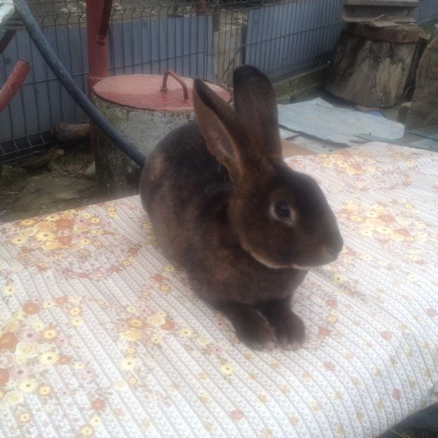 image - 0 a 2 Masculi Rex Castor