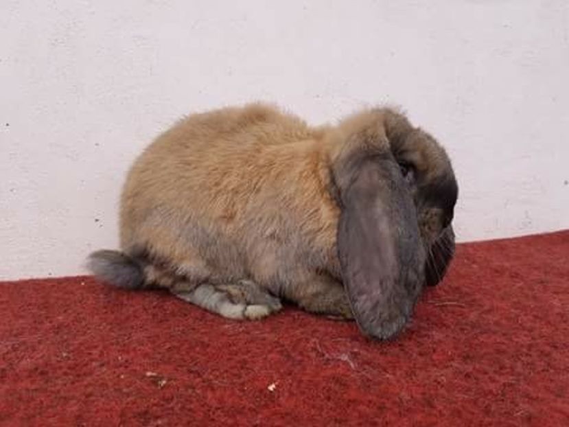 3 Luni si o Saptamana - MASCUL BERBEC 4_THURIGIAN