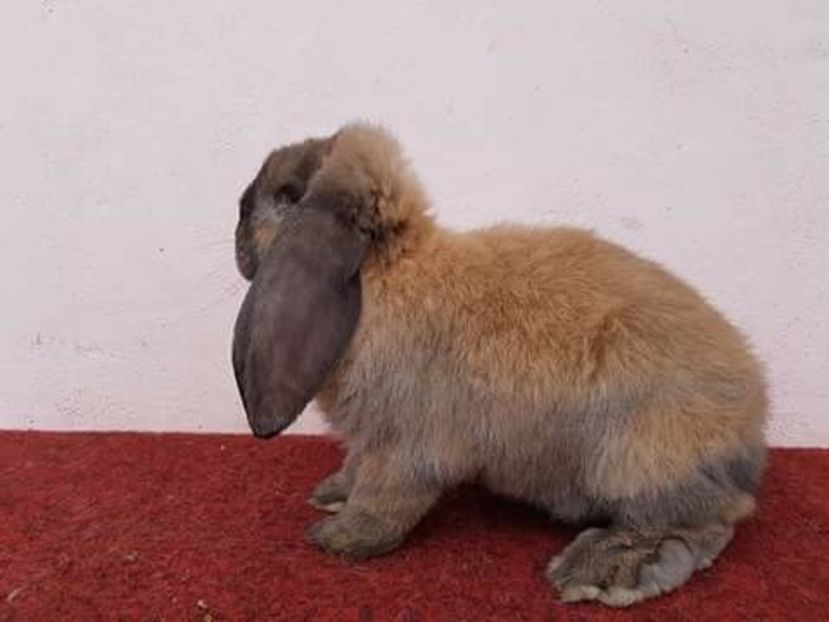 image - MASCUL BERBEC 4_THURIGIAN