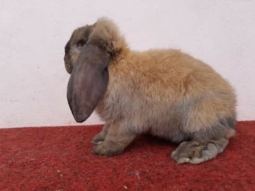 image - MASCUL BERBEC 4_THURIGIAN