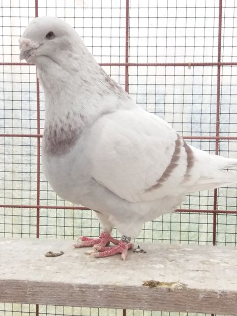 M 2014 - MASCULI PT 2018