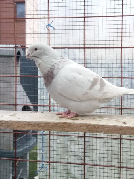 M 2015 - MASCULI PT 2018