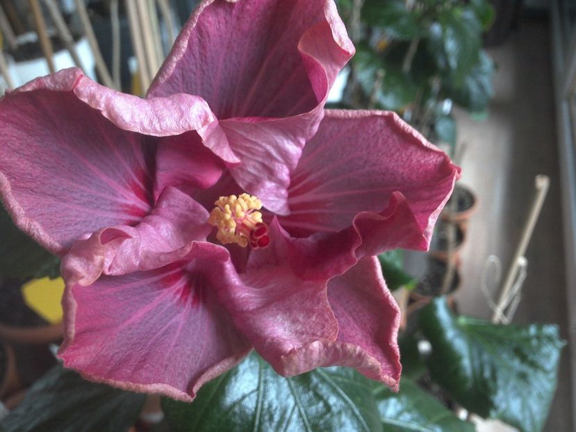 WIN_20180122_101133 - Tahitian Raspberry Star